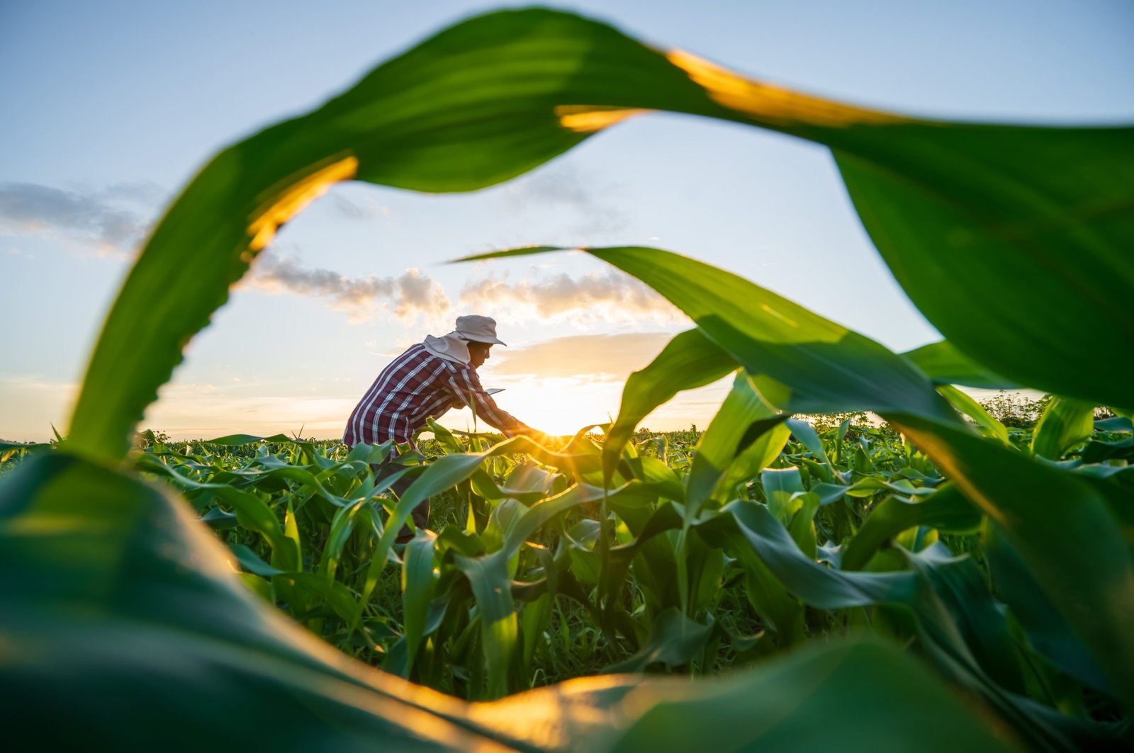 Agricultural Innovation and Sustainability
